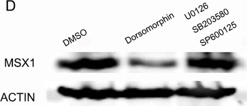 Detection of Human MSX1 by Western Blot