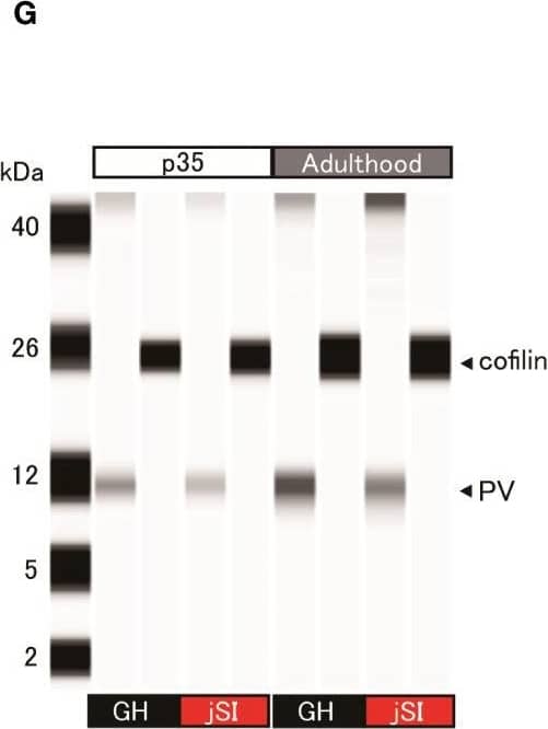 Detection of Mouse Parvalbumin alpha by Simple Western