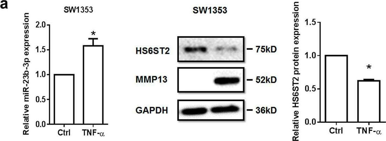 Detection of MMP-13 by Western Blot
