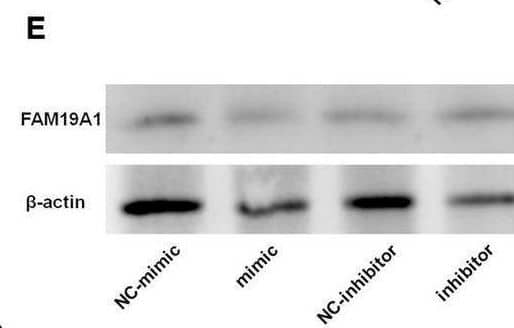 Detection of TAFA1/FAM19A1 by Western Blot