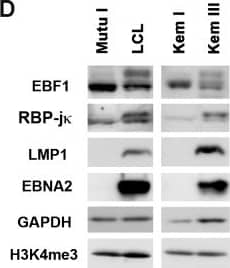 Detection of Human EBF-1 by Western Blot