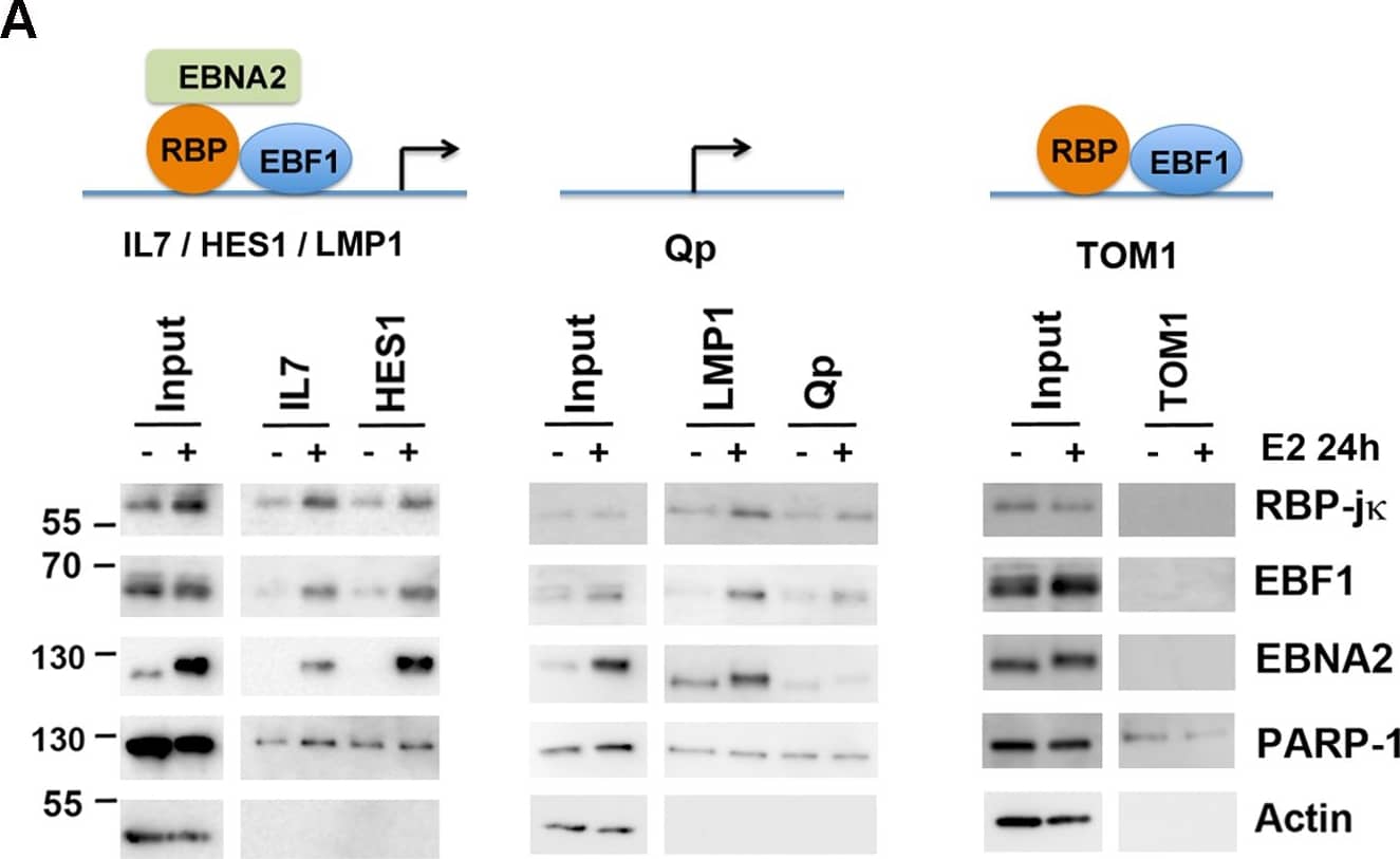 Detection of Human EBF-1 by Western Blot