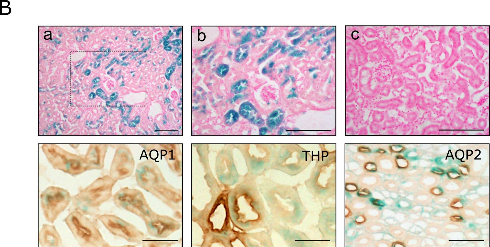 Detection of Mouse Uromodulin by Immunohistochemistry