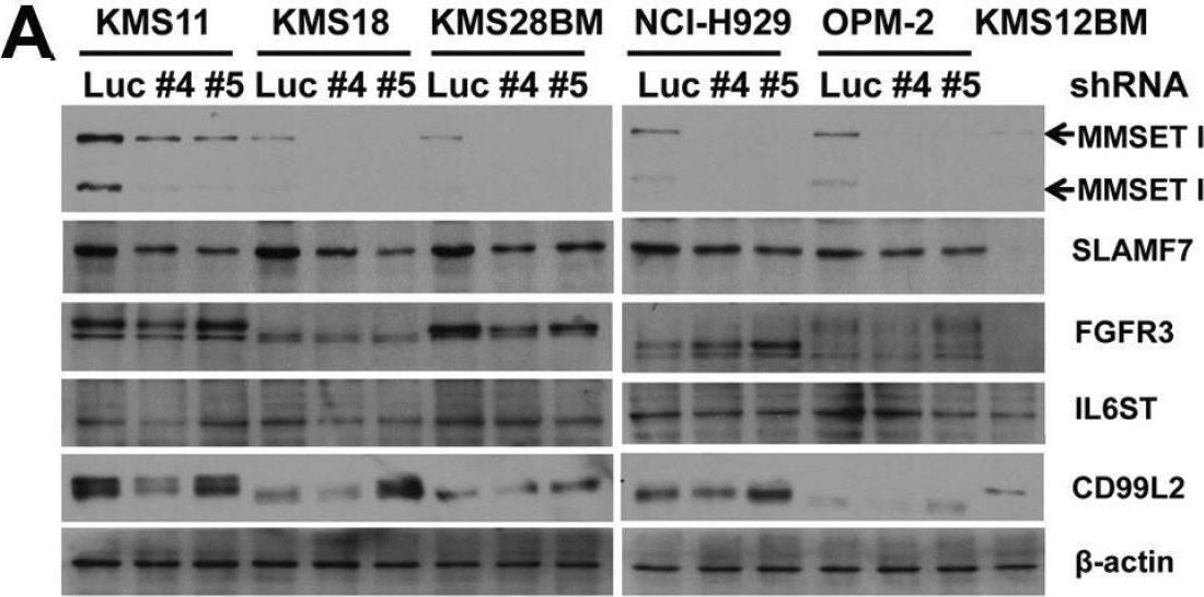 Detection of CD99-L2 by Western Blot