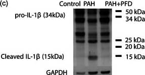 Detection of IL-18/IL-1F4 by Western Blot