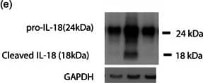 Detection of IL-18/IL-1F4 by Western Blot
