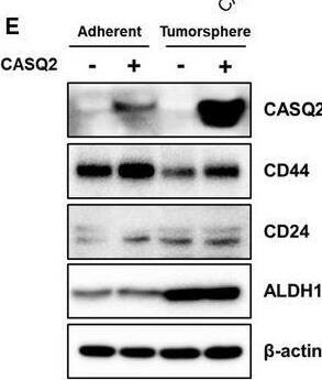 Detection of CD24 by Western Blot
