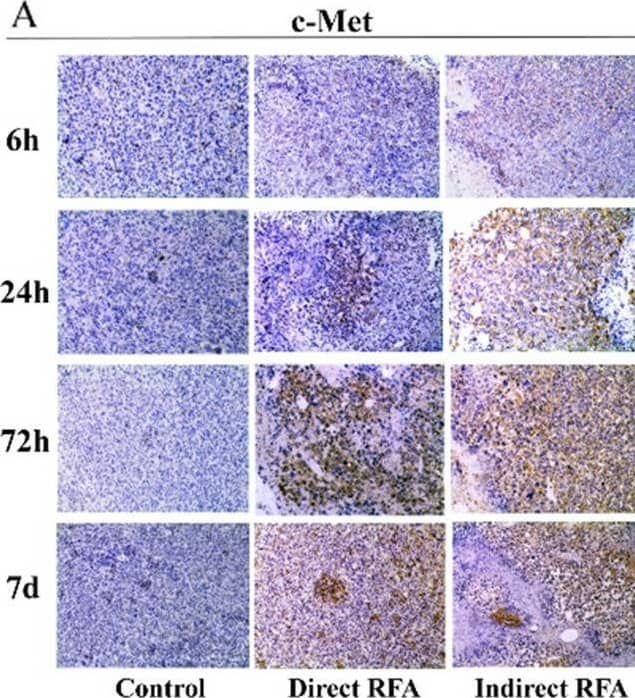 Detection of Mouse HGFR/c-MET by Immunohistochemistry