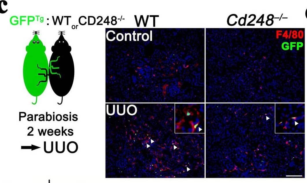 Detection of Mouse CCL17/TARC by Immunocytochemistry/ Immunofluorescence