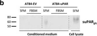 Detection of Mouse Mouse uPAR Antibody by Western Blot