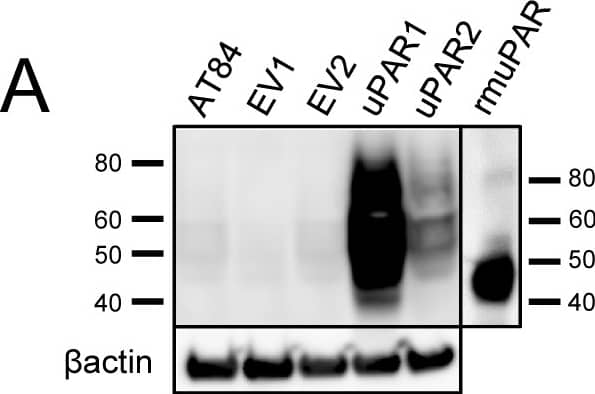 Detection of Mouse uPAR by Western Blot