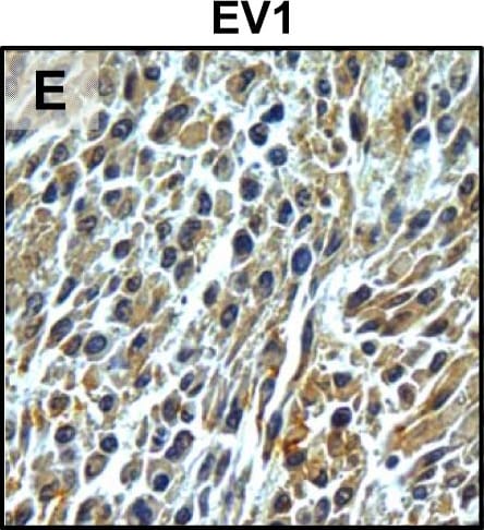 Detection of Mouse uPAR by Immunohistochemistry