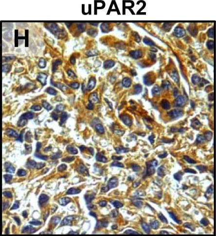 Detection of Mouse uPAR by Immunohistochemistry
