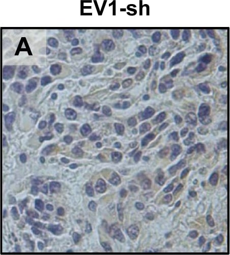 Detection of Mouse uPAR by Immunohistochemistry