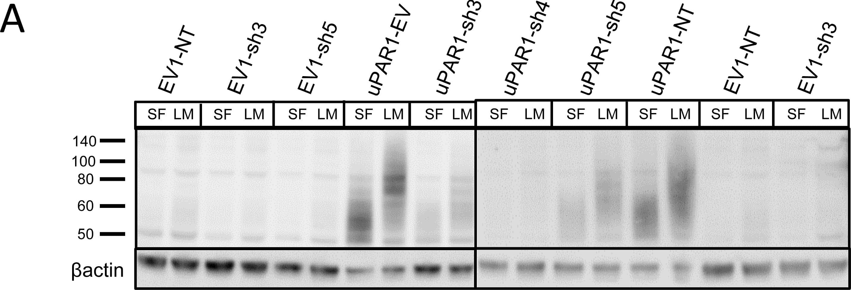 Detection of Mouse uPAR by Western Blot
