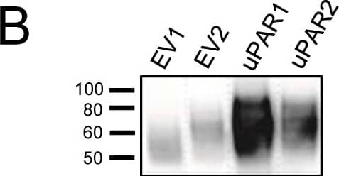 Detection of Mouse uPAR by Western Blot