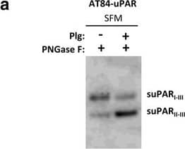 Detection of Mouse uPAR by Western Blot