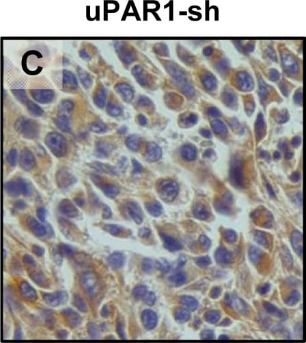 Detection of Mouse uPAR by Immunohistochemistry