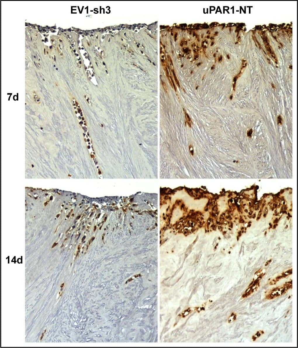 Detection of Mouse uPAR by Immunohistochemistry