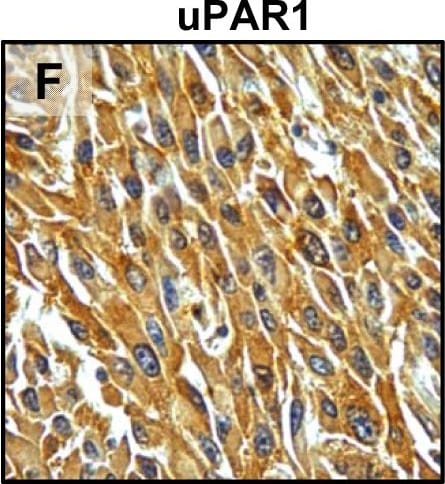 Detection of Mouse uPAR by Immunohistochemistry