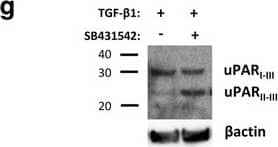 Detection of Mouse uPAR by Western Blot