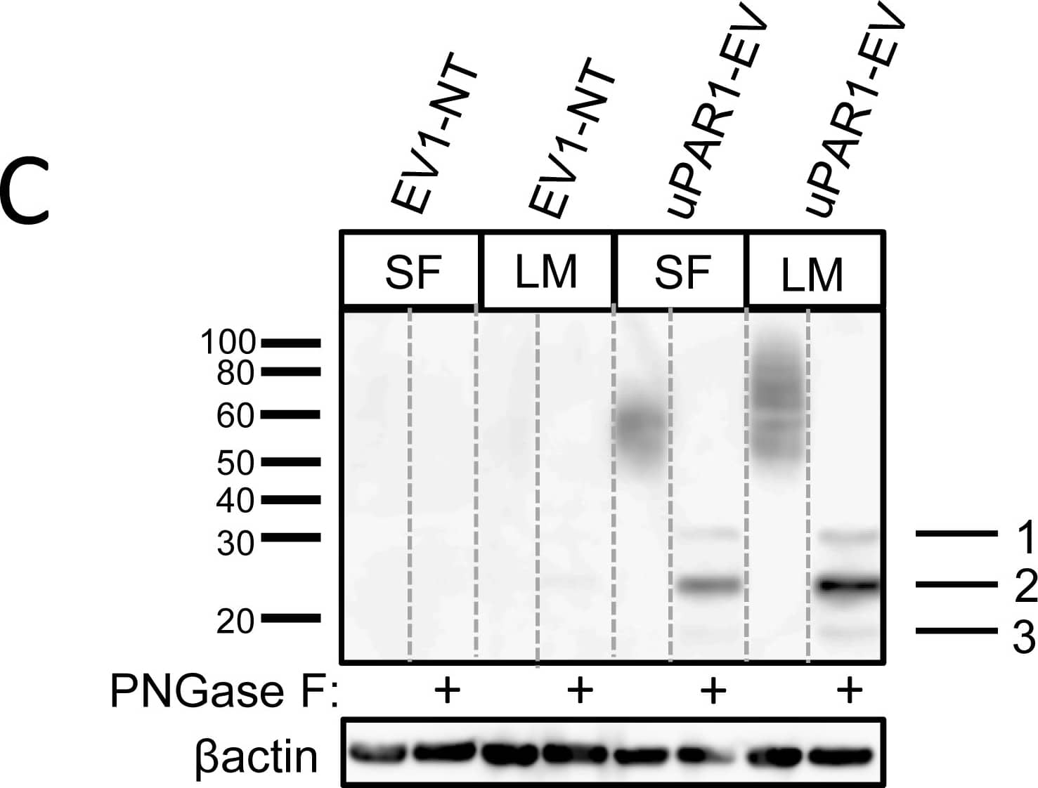 Detection of Mouse uPAR by Western Blot