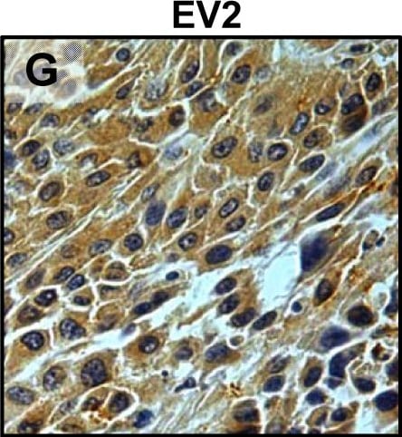 Detection of Mouse uPAR by Immunohistochemistry