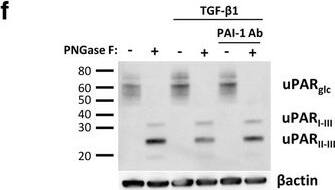 Detection of Mouse uPAR by Western Blot