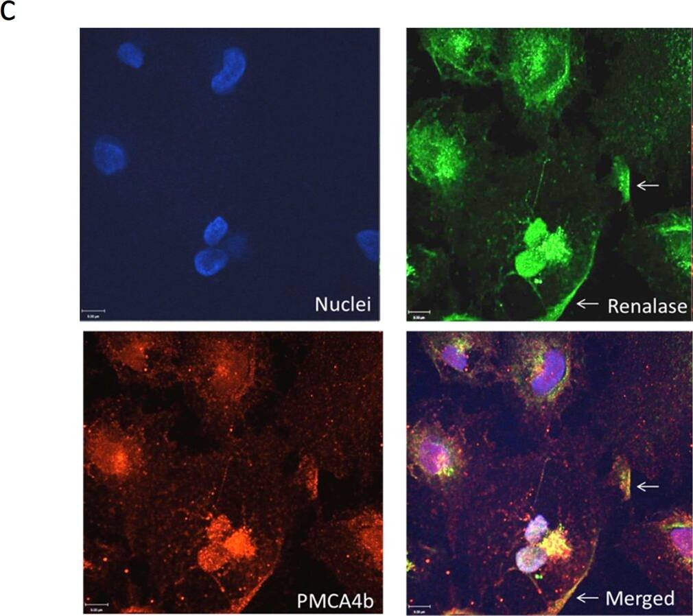 Detection of Human Renalase by Immunocytochemistry/Immunofluorescence