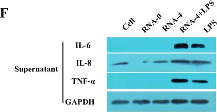 Detection of Porcine CXCL8/IL-8 by Western Blot