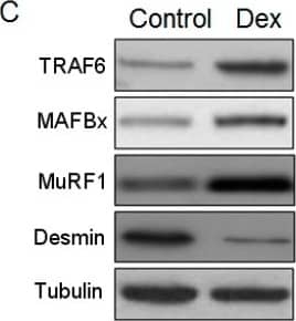 Detection of Mouse MuRF1/TRIM63 by Western Blot