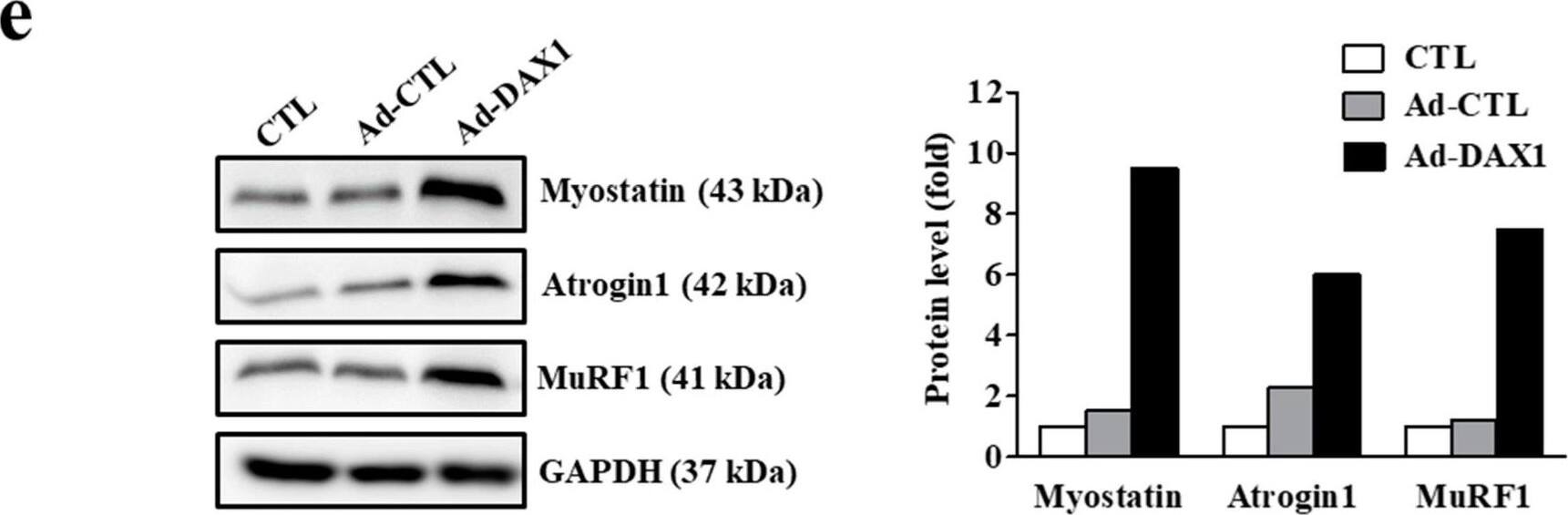 Detection of MuRF1/TRIM63 by Western Blot