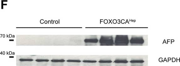 Detection of Mouse alpha-Fetoprotein/AFP by Western Blot