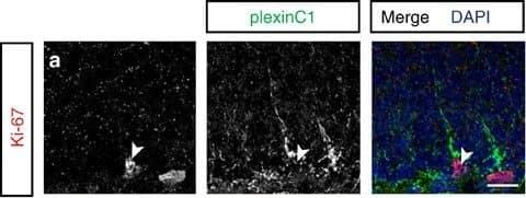 Detection of Mouse Plexin C1 by Immunocytochemistry/Immunofluorescence
