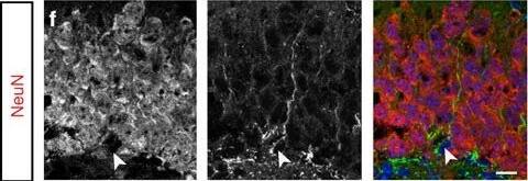 Detection of Mouse Plexin C1 by Immunocytochemistry/Immunofluorescence