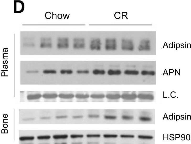 Detection of Mouse Complement Factor D/Adipsin by Western Blot