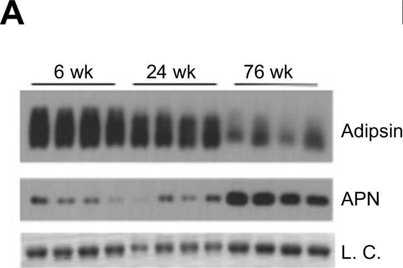 Detection of Mouse Complement Factor D/Adipsin by Western Blot