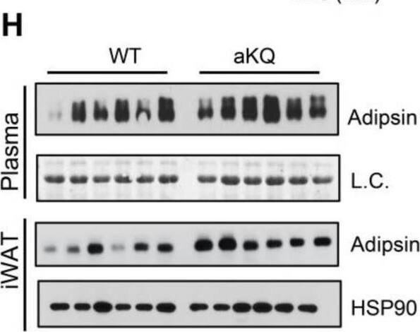 Detection of Complement Factor D/Adipsin by Western Blot
