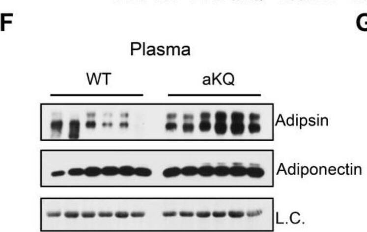 Detection of Complement Factor D/Adipsin by Western Blot