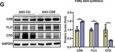 Detection of Mouse Complement Factor D/Adipsin by Western Blot
