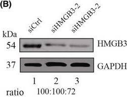 Detection of HMGB3 by Western Blot