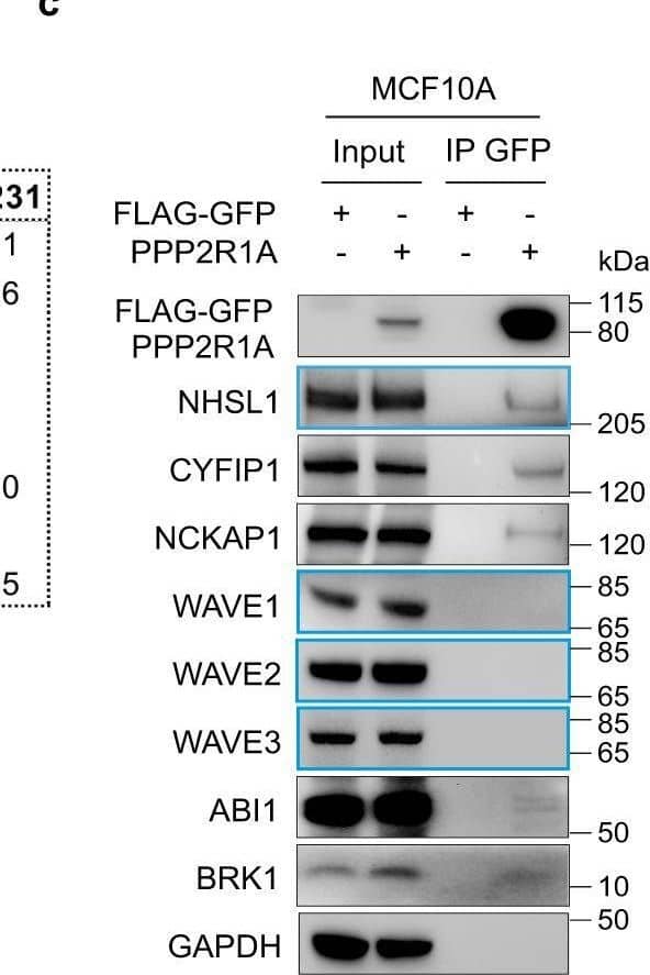 Detection of Human WASF1/WAVE1 by Western Blot