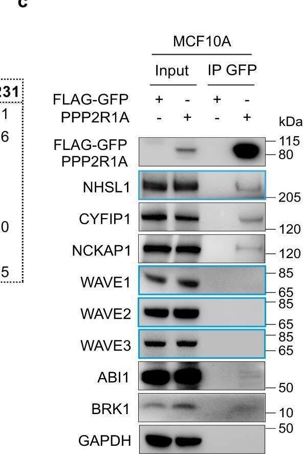 Detection of Human WASF3/WAVE3 by Western Blot