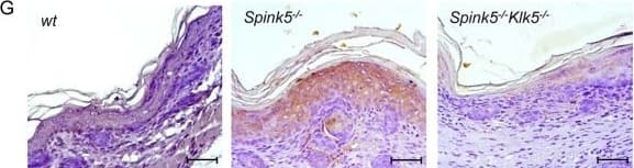 Detection of Mouse TSLP by Immunohistochemistry-Paraffin