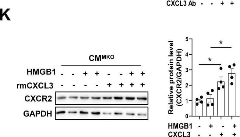Detection of CXCL3/GRO gamma /CINC-2/DCIP-1 by Western Blot