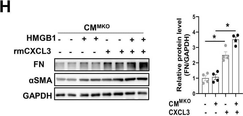 Detection of CXCL3/GRO gamma /CINC-2/DCIP-1 by Western Blot