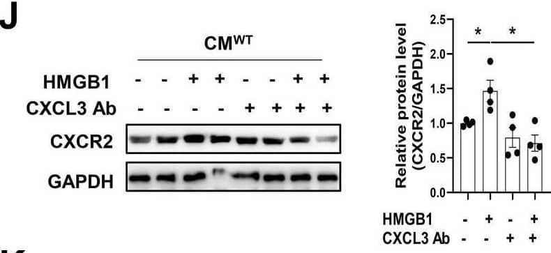 Detection of CXCL3/GRO gamma /CINC-2/DCIP-1 by Western Blot