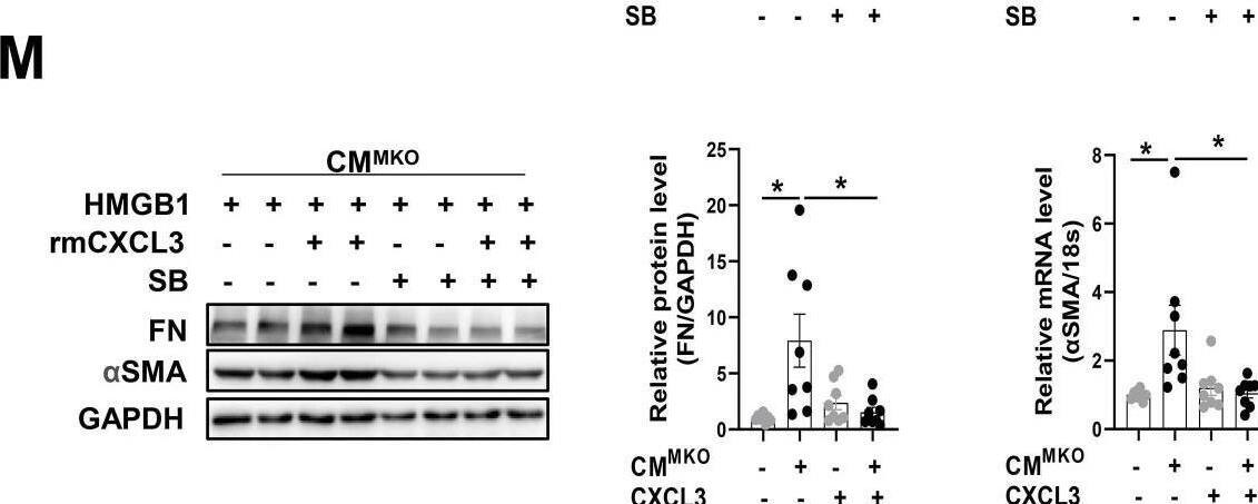 Detection of Mouse CXCL3/GRO gamma /CINC-2/DCIP-1 by Western Blot