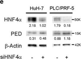 Detection of Human PEA-15 by Western Blot