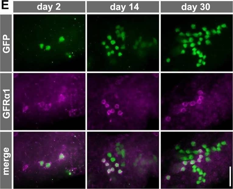 Detection of Mouse GFR alpha-1/GDNF R alpha-1 by Immunocytochemistry/ Immunofluorescence